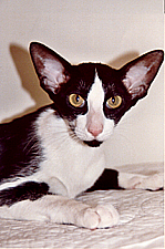 07_Maracai Evangeline of Kat-Tres